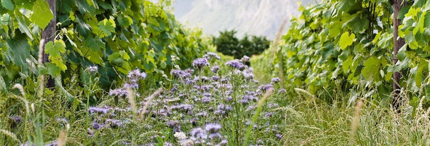 Blumen zwischen den Rebbergen auf dem Weingut Foradori im Trentino