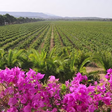 Die Sonneninsel Italiens, Sardinien, zeigt sich von seiner schönsten Seite: kräftig farbige Blumen und fast endlose Rebflächen