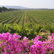 Die Sonneninsel Italiens, Sardinien, zeigt sich von seiner schönsten Seite: kräftig farbige Blumen und fast endlose Rebflächen