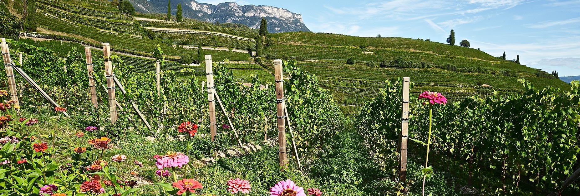 Saftig grüne Reben mit Sommerblumen im Südtirol