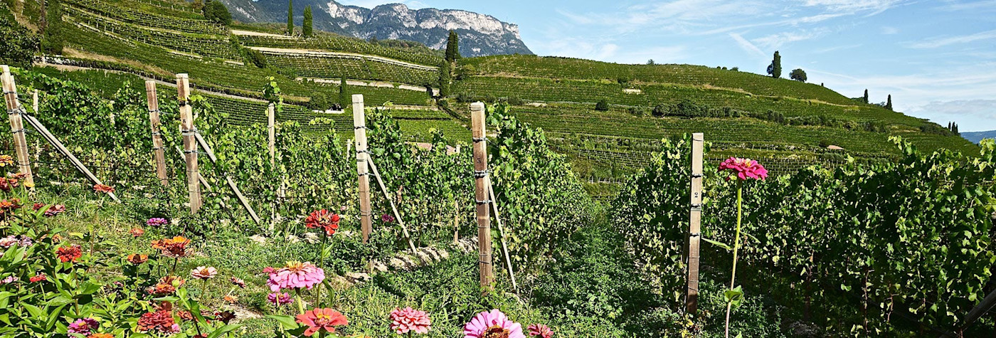 Saftig grüne Reben mit Sommerblumen im Südtirol