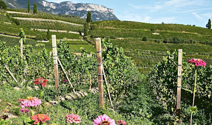 Saftig grüne Reben mit Sommerblumen im Südtirol