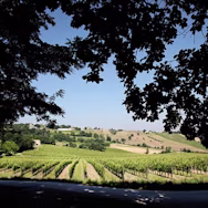 Die starke Sonne hilft den Trauben für eine tolle Reifungsphase