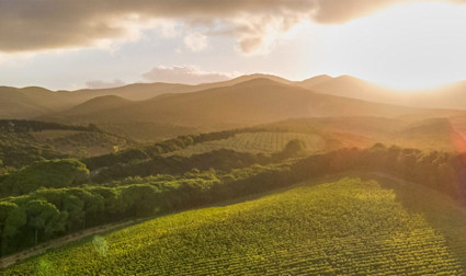 Blick auf die Tenuta del Nicchio