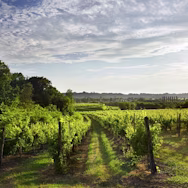 Toller Ausblick auf die Reben von Torre Rosazza bei prächtigem Wetter im Friaul