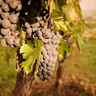 Reife Sangiovese-Traube am Rebstock auf der Tenuta Vallocaia in Montepulciano, Toskana