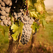 Reife Sangiovese-Traube am Rebstock auf der Tenuta Vallocaia in Montepulciano, Toskana