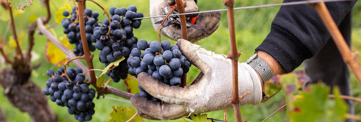 Lagrein-Trauben werden abgeschnitten