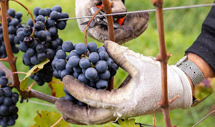 Lagrein-Trauben werden abgeschnitten