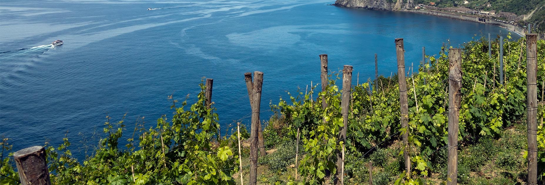 Rebbergen direkt an der ligurischen Küsten, ein wunderbarere Ausblick