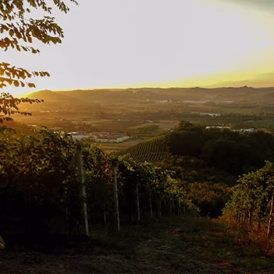 Sonnenuntergang über den Rebbergen des Winzers Franco M. Martinetti im Piemont