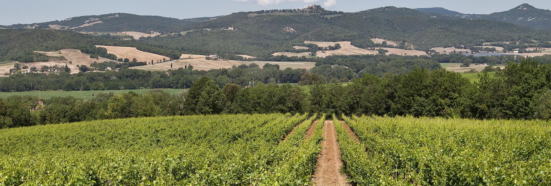 Reben wohin das Auge reicht: Das Weingut Pian delle Vigne, bekannt für seine Spitzenbrunelli
