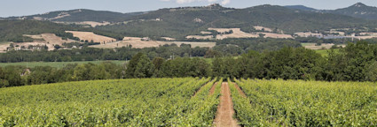 Reben wohin das Auge reicht: Das Weingut Pian delle Vigne, bekannt für seine Spitzenbrunelli