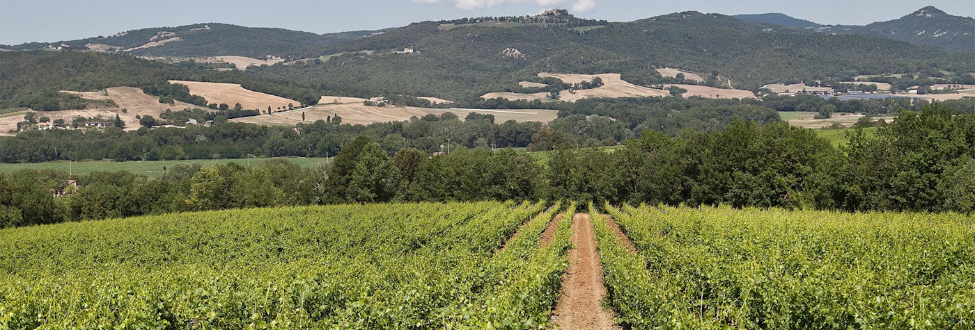 Reben wohin das Auge reicht: Das Weingut Pian delle Vigne, bekannt für seine Spitzenbrunelli