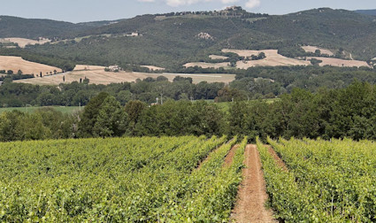 Reben wohin das Auge reicht: Das Weingut Pian delle Vigne, bekannt für seine Spitzenbrunelli