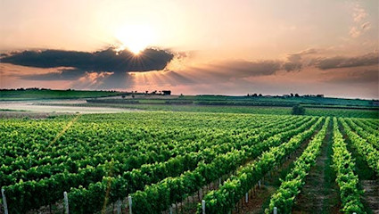 Früher Masse – heute Klasse, dank Bombino bianco, Trebbiano und Aglianico.