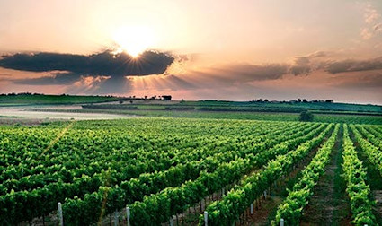 Früher Masse – heute Klasse, dank Bombino bianco, Trebbiano und Aglianico.