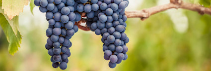 Pinot nero, auch Blauburgunder genannt gedeiht vorallem im Norden Italiens