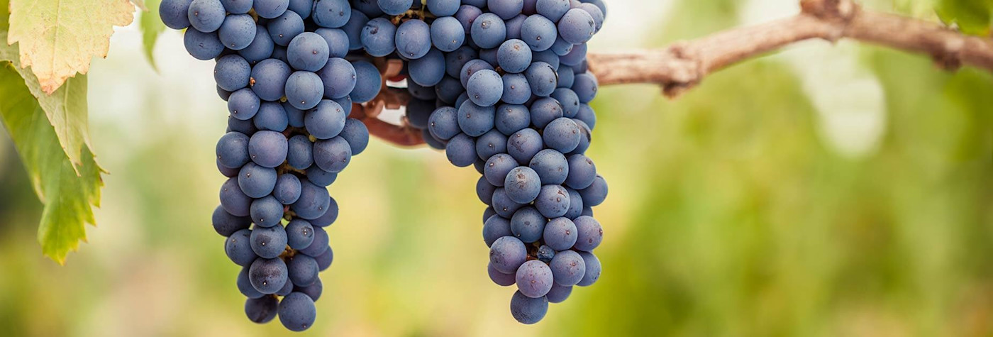Pinot nero, auch Blauburgunder genannt gedeiht vorallem im Norden Italiens