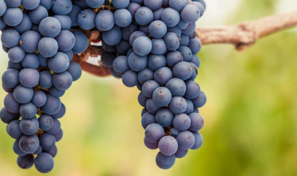 Pinot nero, auch Blauburgunder genannt gedeiht vorallem im Norden Italiens