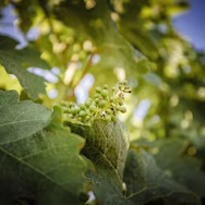 Reben mit Blüte und Fruchtansatz in den Rebbergen der Tenuta Guado al Tasso