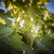Reben mit Blüte und Fruchtansatz in den Rebbergen der Tenuta Guado al Tasso
