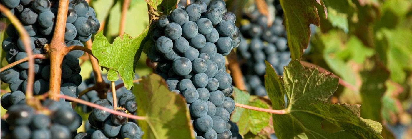 Reife Barbera-Trauben am Rebstock