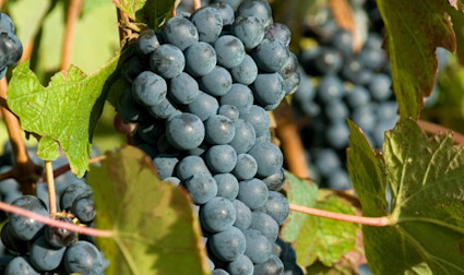 Reife Barbera-Trauben am Rebstock