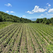 Weinberg von Sancaba