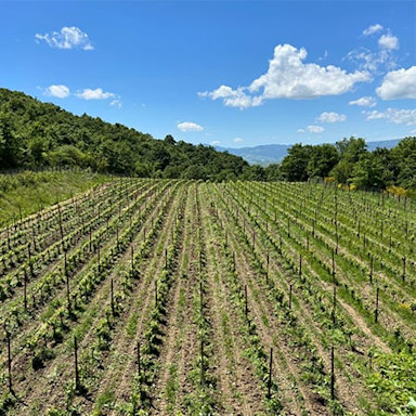 Weinberg von Sancaba