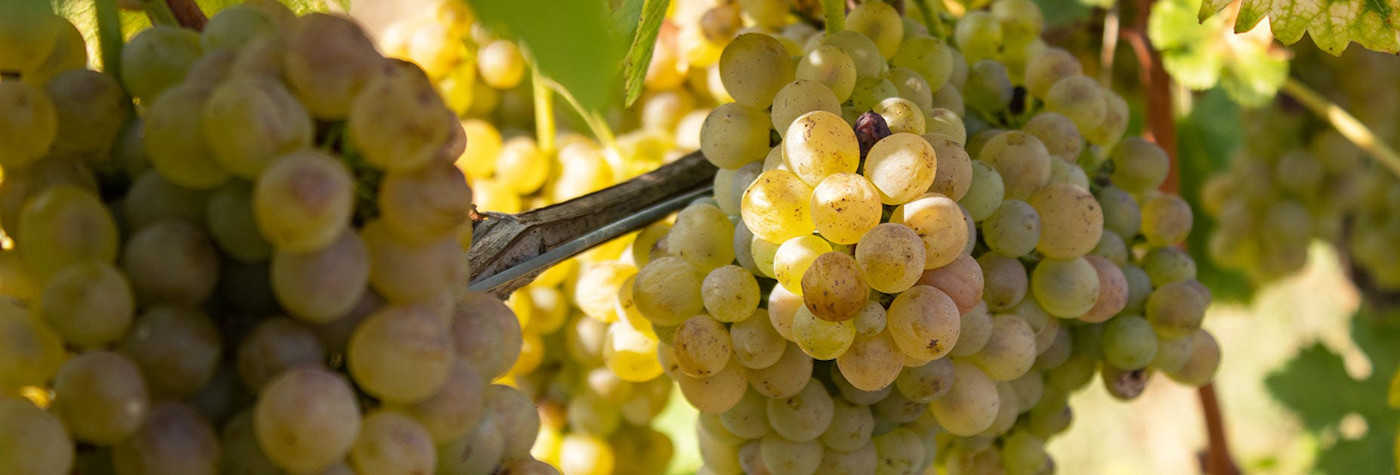 Arneis-Trauben am Rebstock hängend