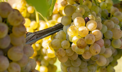Arneis-Trauben am Rebstock hängend