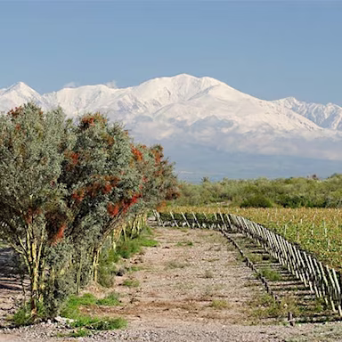 Rebberge des Weinguts Masi Tupungato in Argentinien