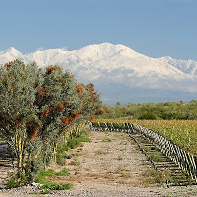 Rebberge des Weinguts Masi Tupungato in Argentinien