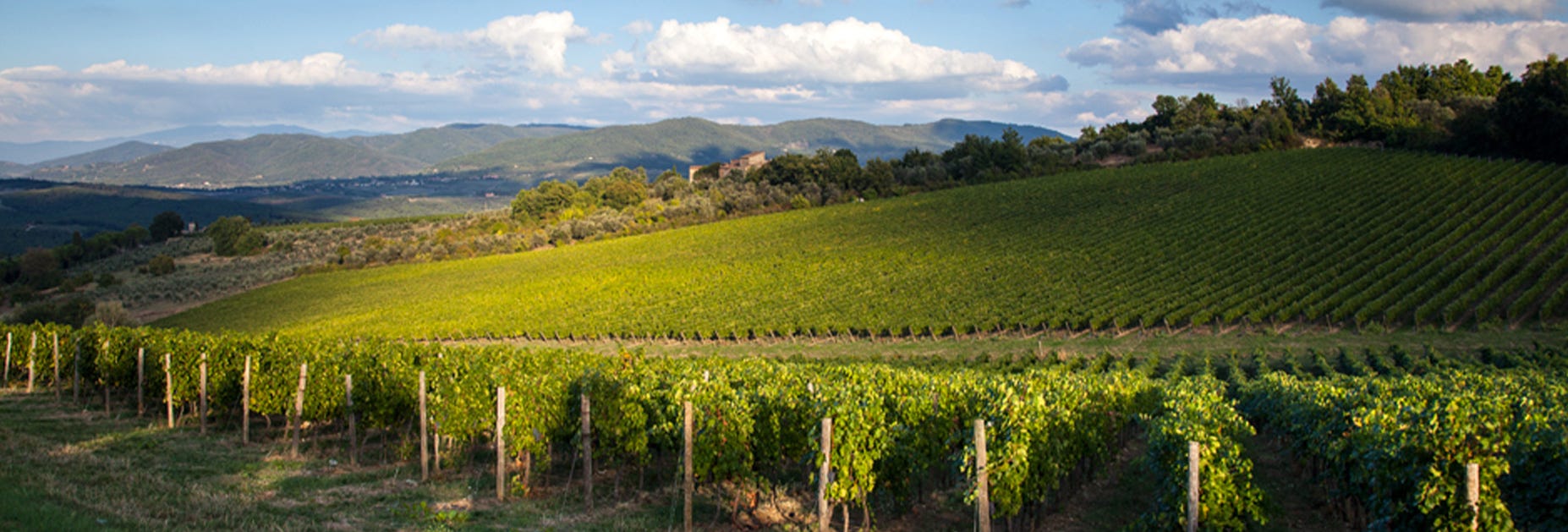 Weitsicht über die Rebberge des Weinguts Santa Cristina