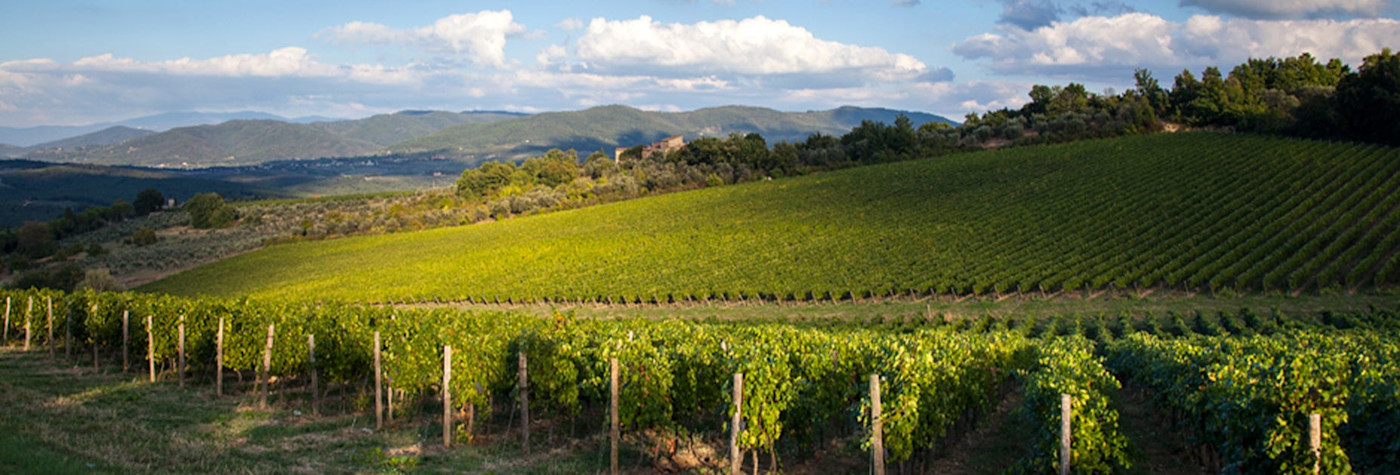 Weitsicht über die Rebberge des Weinguts Santa Cristina