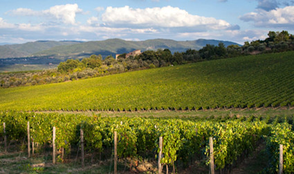 Weitsicht über die Rebberge des Weinguts Santa Cristina