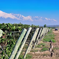 Rebberge des Weinguts Masi Tupungato unweit von Mendoza