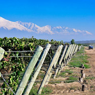 Rebberge des Weinguts Masi Tupungato unweit von Mendoza