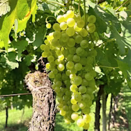 Soave-Trauben am Rebstock