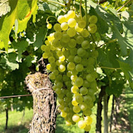 Soave-Trauben am Rebstock