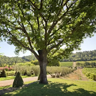Naturnahe Weingüter findet man ganz viele in Frankreich und Italien