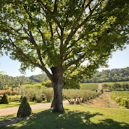 Naturnahe Weingüter findet man ganz viele in Frankreich und Italien