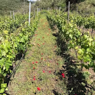 Gepflegte Rebbergen beim Produzent Vis Amoris