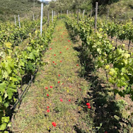 Gepflegte Rebbergen beim Produzent Vis Amoris