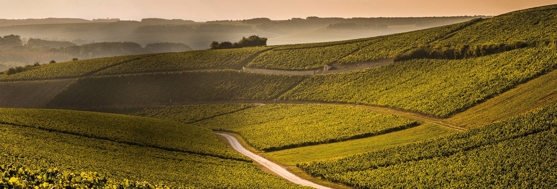 Rebstöcke wohin das Auge reicht im Besitz des Weinguts La Chablisienne