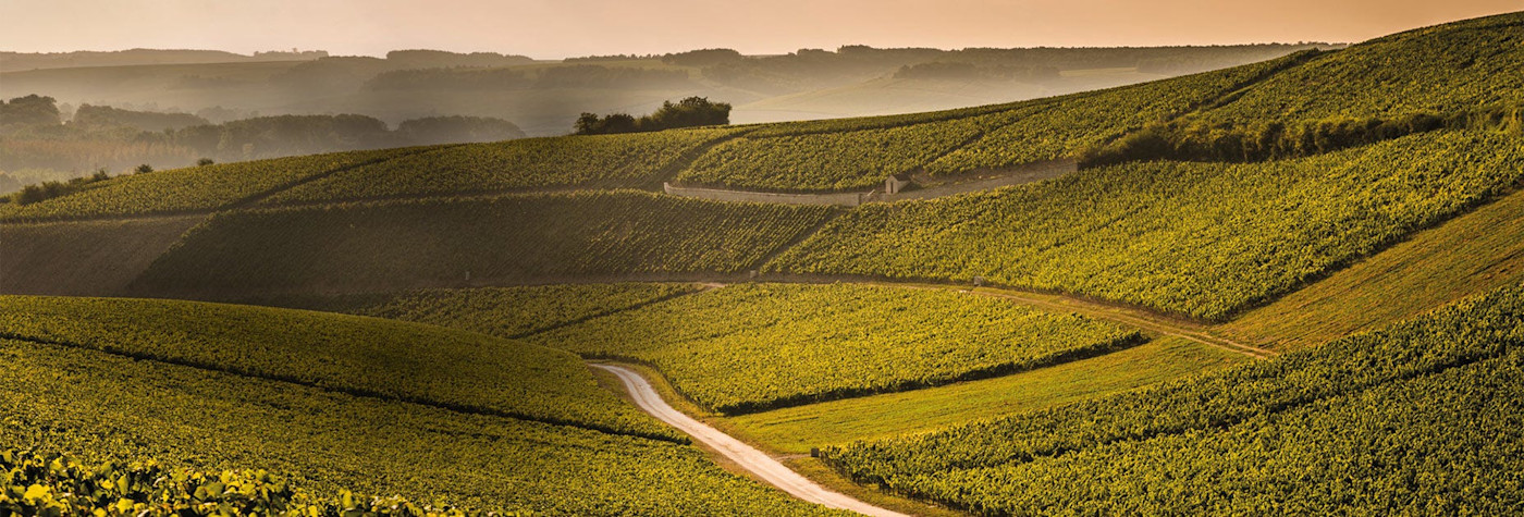 Rebstöcke wohin das Auge reicht im Besitz des Weinguts La Chablisienne