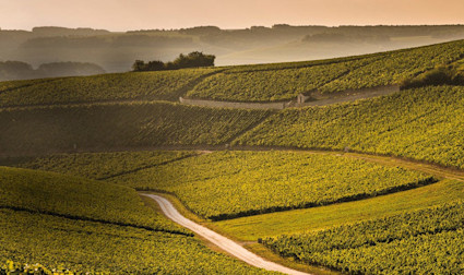 Rebstöcke wohin das Auge reicht im Besitz des Weinguts La Chablisienne