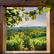 Blick in die Ferne über die Rebbergen der Tenuta Canevel