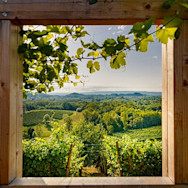 Blick in die Ferne über die Rebbergen der Tenuta Canevel